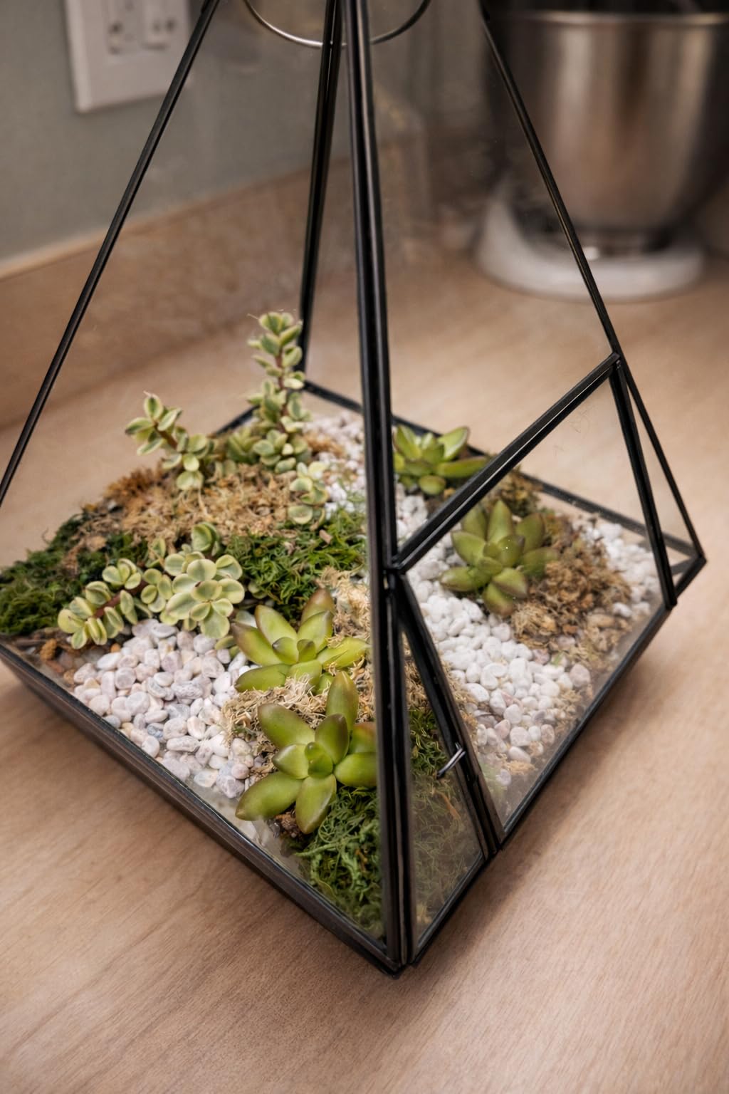 DUSPRO Recycle Terrarium Kit, Include Potting Soil, Pumice, Zeolite, Green Moss, Sphagnum Moss, Decorative Stone, Mesh, Tools, DIY Terrarium Kit for Kids, Air Plant, Succulent customer photo 2