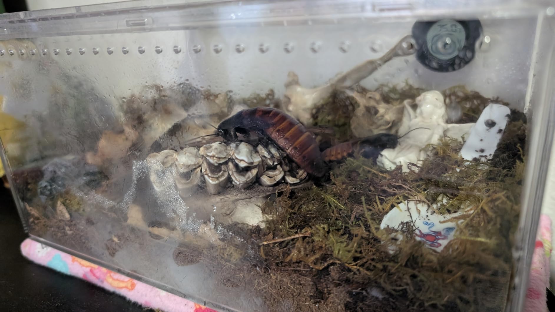 Reptile PC Terrarium,Tarantula Enclosure,Spider Tank Starter Kit,Leopard Gecko Container,Hermit Crab Habitat,Lizard Enclosure,Insect Housing,Jumping Spider Cage,Bearded Dragon Vivarium XL customer photo 2
