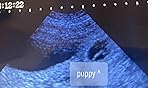 A8 Portable Veterinary Ultrasound Machine for Pregnancy Check, 5.7