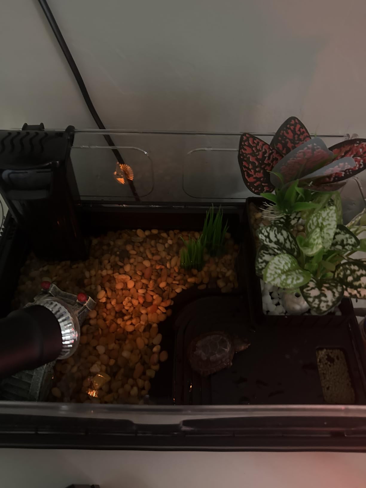 GOZILLA Small Turtle Tank Kit(Tank+Lamp+Filter), Acrylic Turtle Starter Kit with Adjustable Lamp, Reptile Habitat and Terrarium with Multi-Functional Areas for Small Reptiles. (Black Kit) customer photo 2