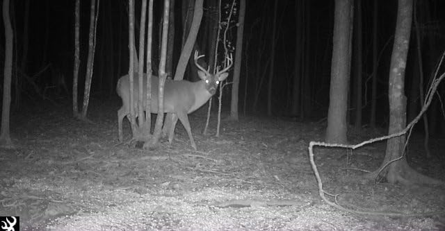 Deer Attractant | Antler Growth Booster | Peanuts, Roasted Soybeans, Whole Corn | Wildlife Food | Whitetail Hunting | Year-Round Nutrition | Powerful Flavor Additive | Grip 'N Go by Grip Feed | 8 lbs customer photo 2