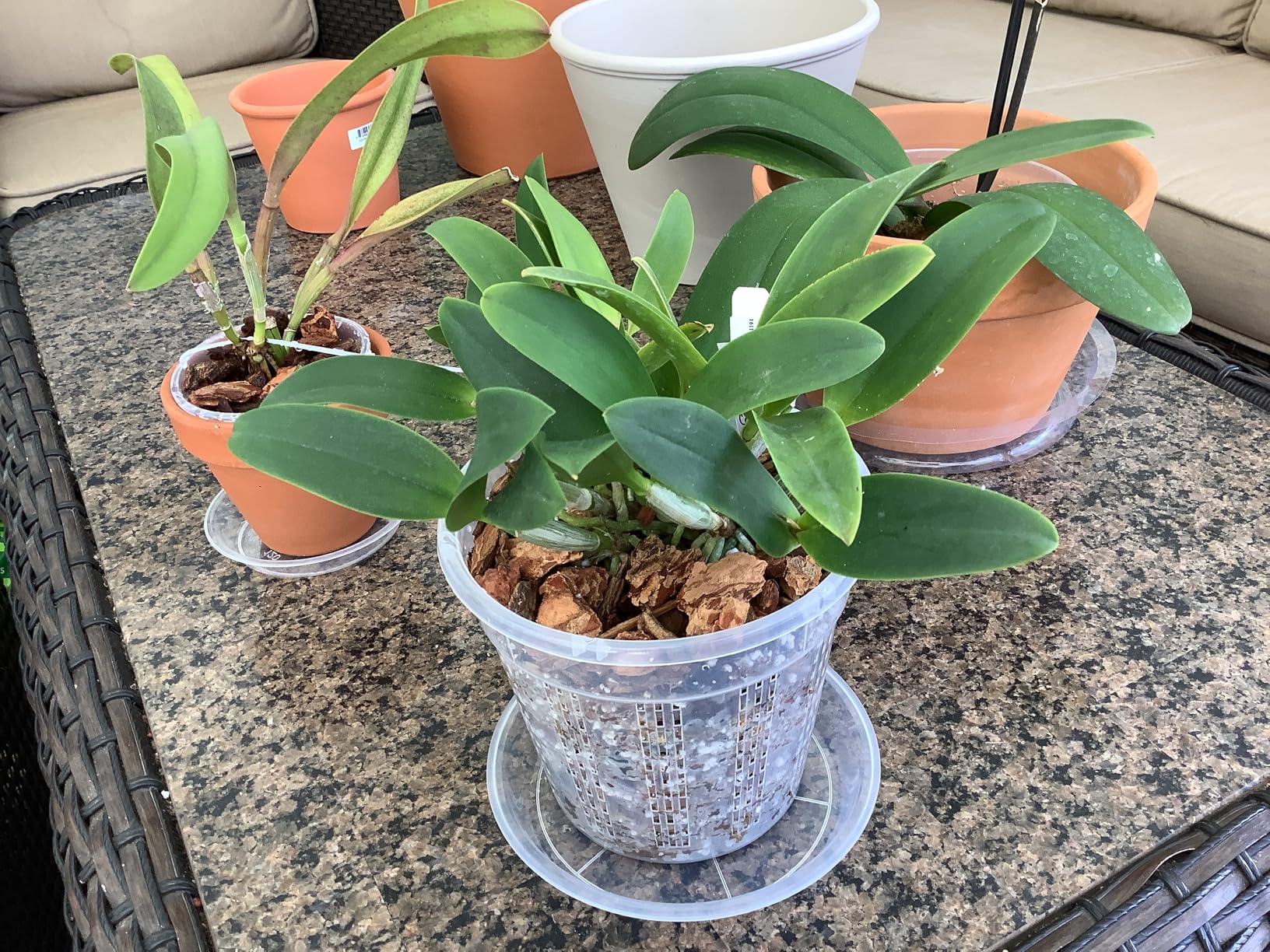 Orchid Pot, 2 Each of 4.3