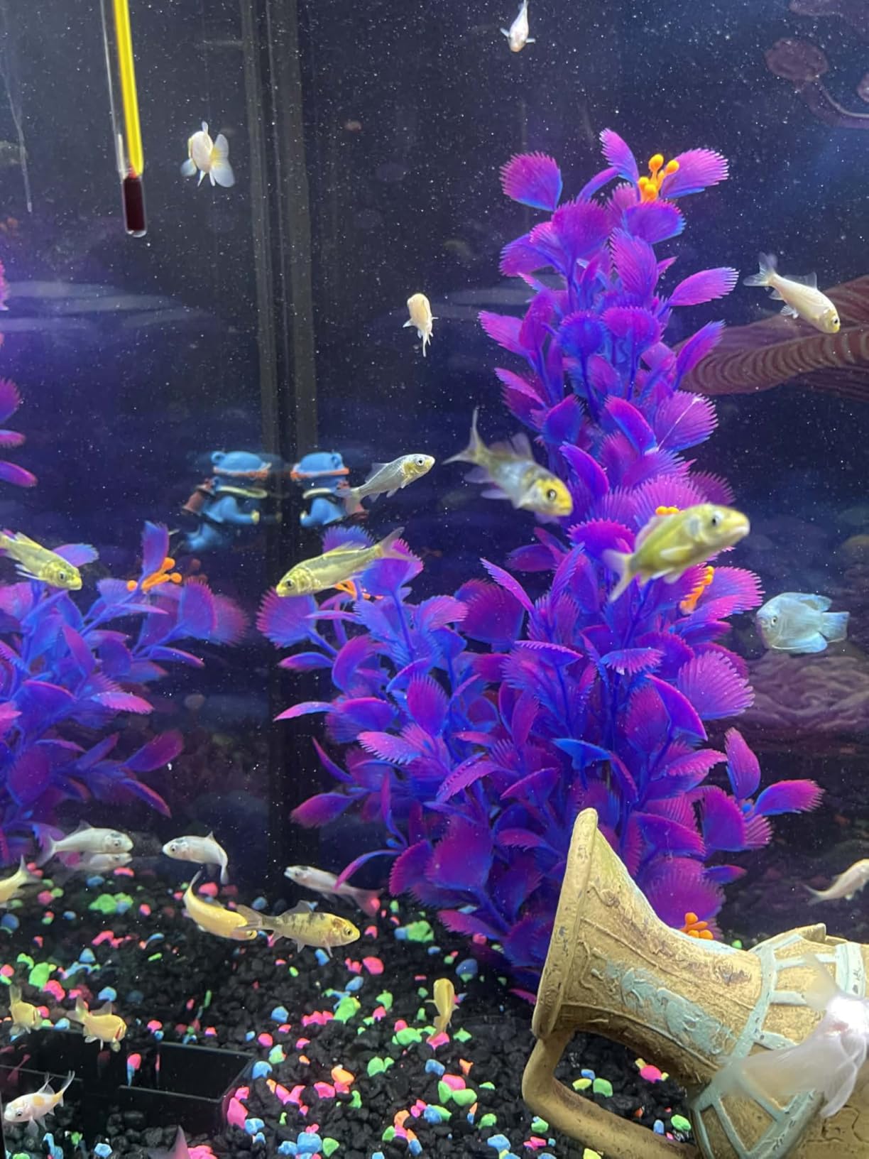 55% Protein Vitamin Rich Micro Floating/Slow Sinking Baby & Fry Food for Cichlids, Community Fish, Baby Koi & Pond Fish, All Aquarium Tropical Fish...12oz Jar customer photo 2
