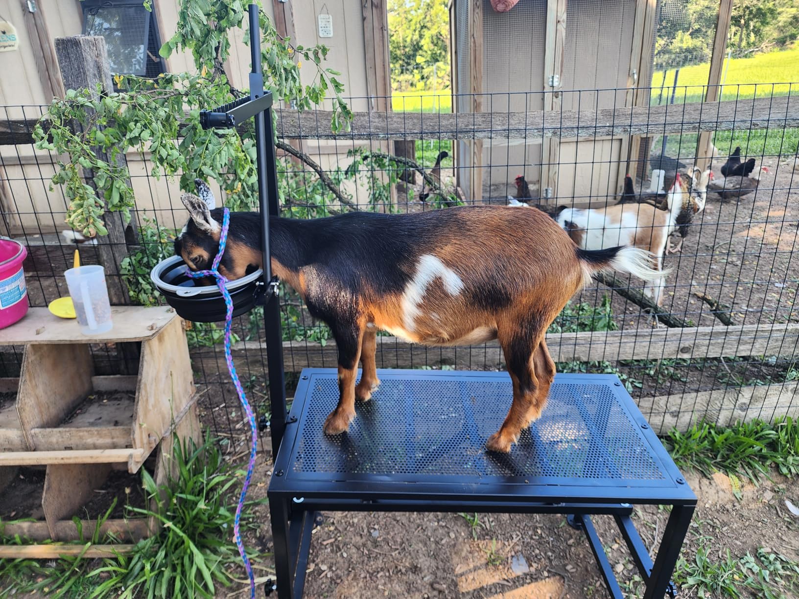 600 LBs Goat Stand with Feed Bin, Goat Milking Stand for Sheep Trimming and Milking, Hoof Trimming Stand Adjustable Size, with Feeder, Iron Black customer photo 1