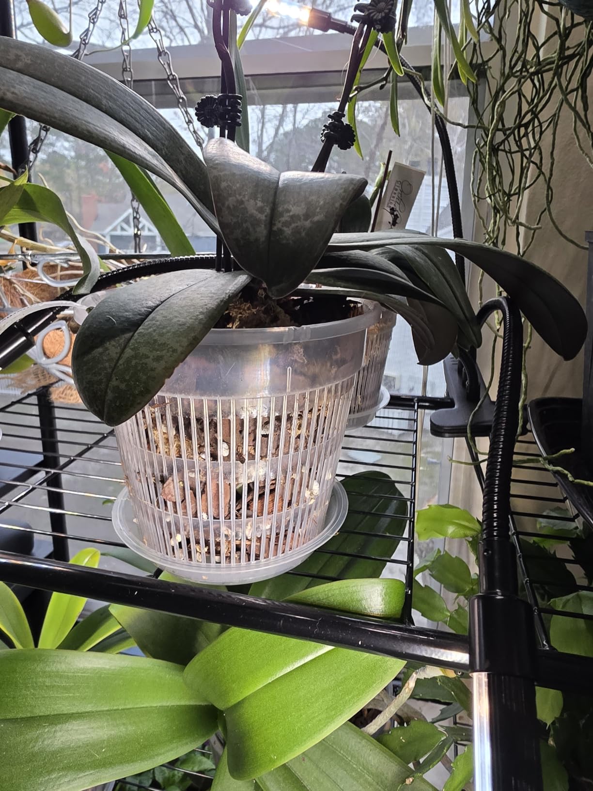 T4U Orchid Pot, 6 Pack 4.3 Inch Orchid Pots with Holes and Saucers, Clear Orchid Pots for Repotting, Plastic Flower Plant Pot for Indoor Outdoor Plants, Slotted Orchids Planter for Root Health customer photo 2
