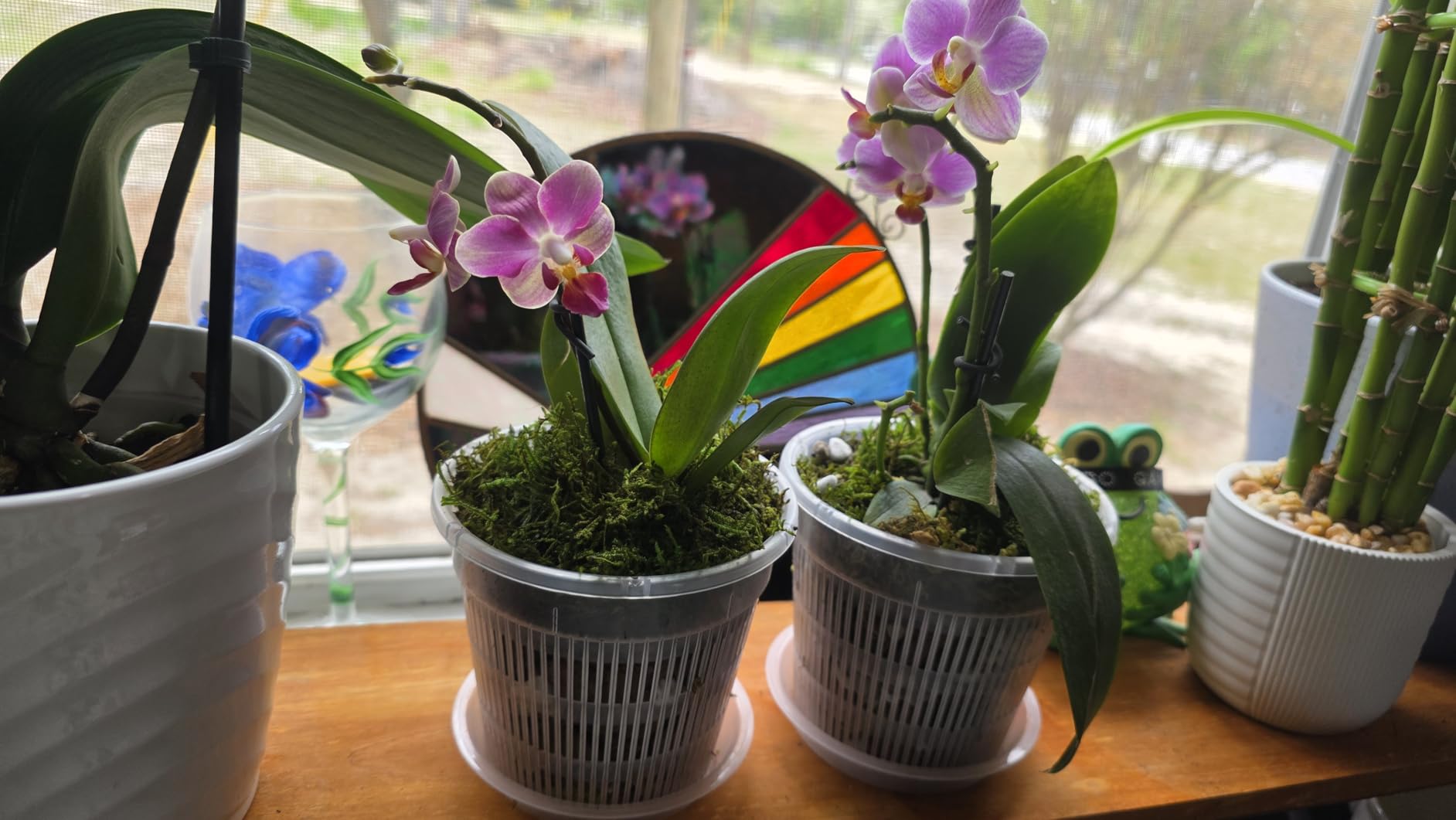 T4U Orchid Pot, 9 Pack Orchid Pots with Holes and Saucers for Repotting, 3 Each of 4.3, 5.5 and 6.3 Inch, Clear Plastic Flower Plant Pot for Indoor Outdoor Plants, Orchids Planter for Root Health customer photo 1