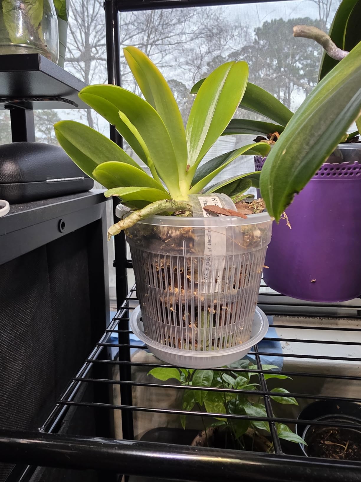 T4U Orchid Pot, 9 Pack Orchid Pots with Holes and Saucers for Repotting, 3 Each of 4.3, 5.5 and 6.3 Inch, Clear Plastic Flower Plant Pot for Indoor Outdoor Plants, Orchids Planter for Root Health customer photo 2