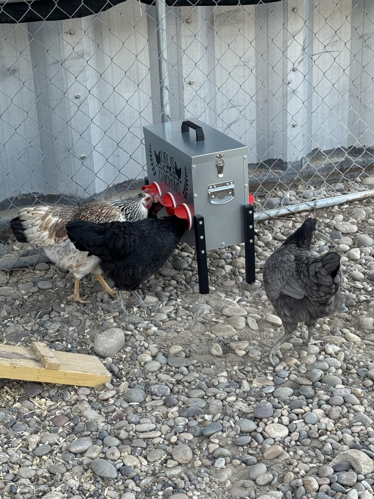 TGEYD 30 lb Chicken Feeder with 6 No-Waste Ports - Heavy-Duty Outdoor Metal Feeder with Adjustable Height, Locking Lid & Riveted Handles - Rustproof Feed Box for Poultry & Backyard Chickens customer photo 1
