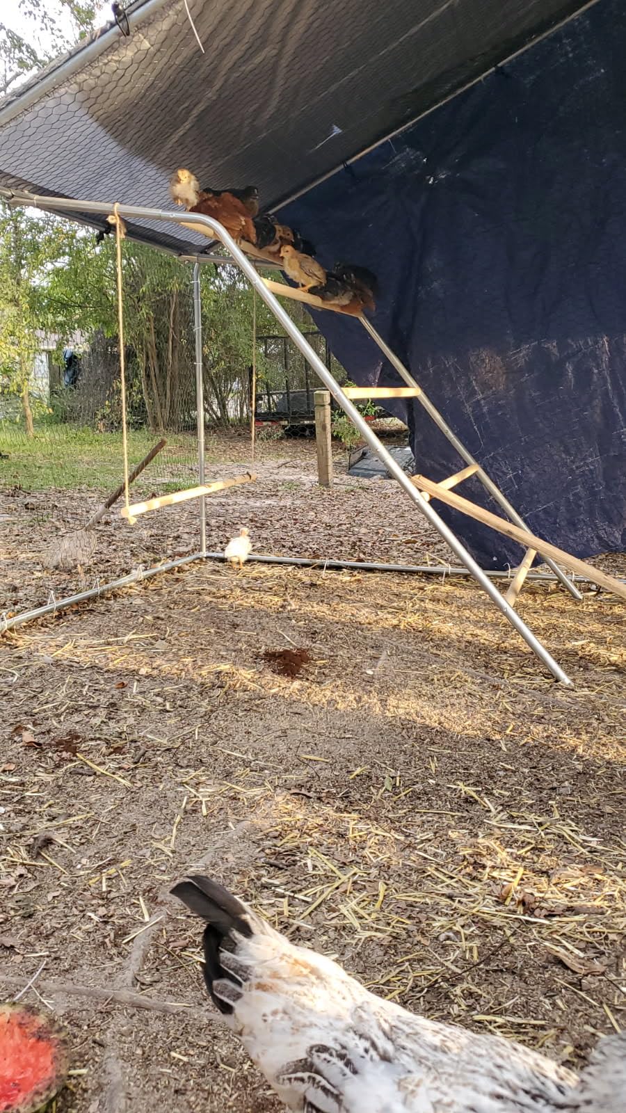 Large Chicken Roosting Bars with Swing (74.4