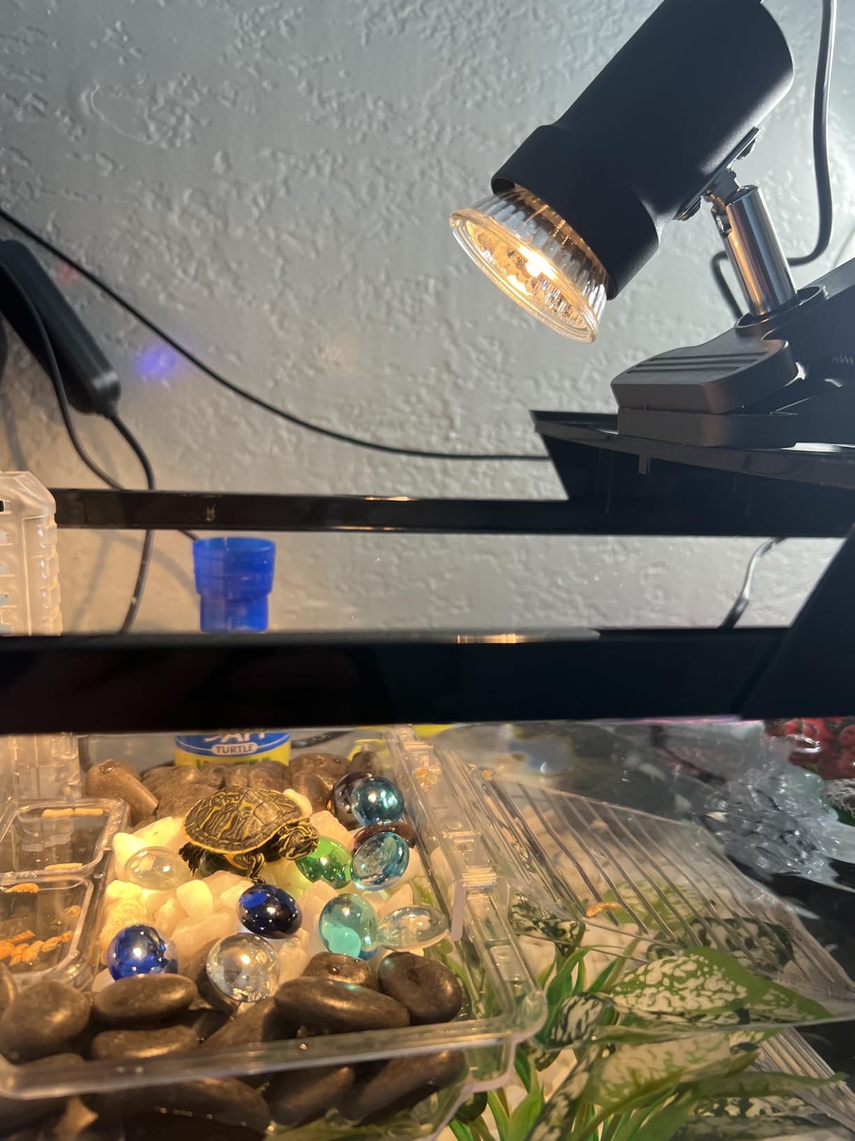 GOZILLA Aquatic Turtle Tank Kit+Lamp+Filter, Upgrade PC Turtle Tank Starter Kit with Adjustable Lamp & Filter,Reptile Habitat with Lid,Hanging Platform for Small Reptiles.(15.75×7.9×9''/Black Kit) customer photo 2