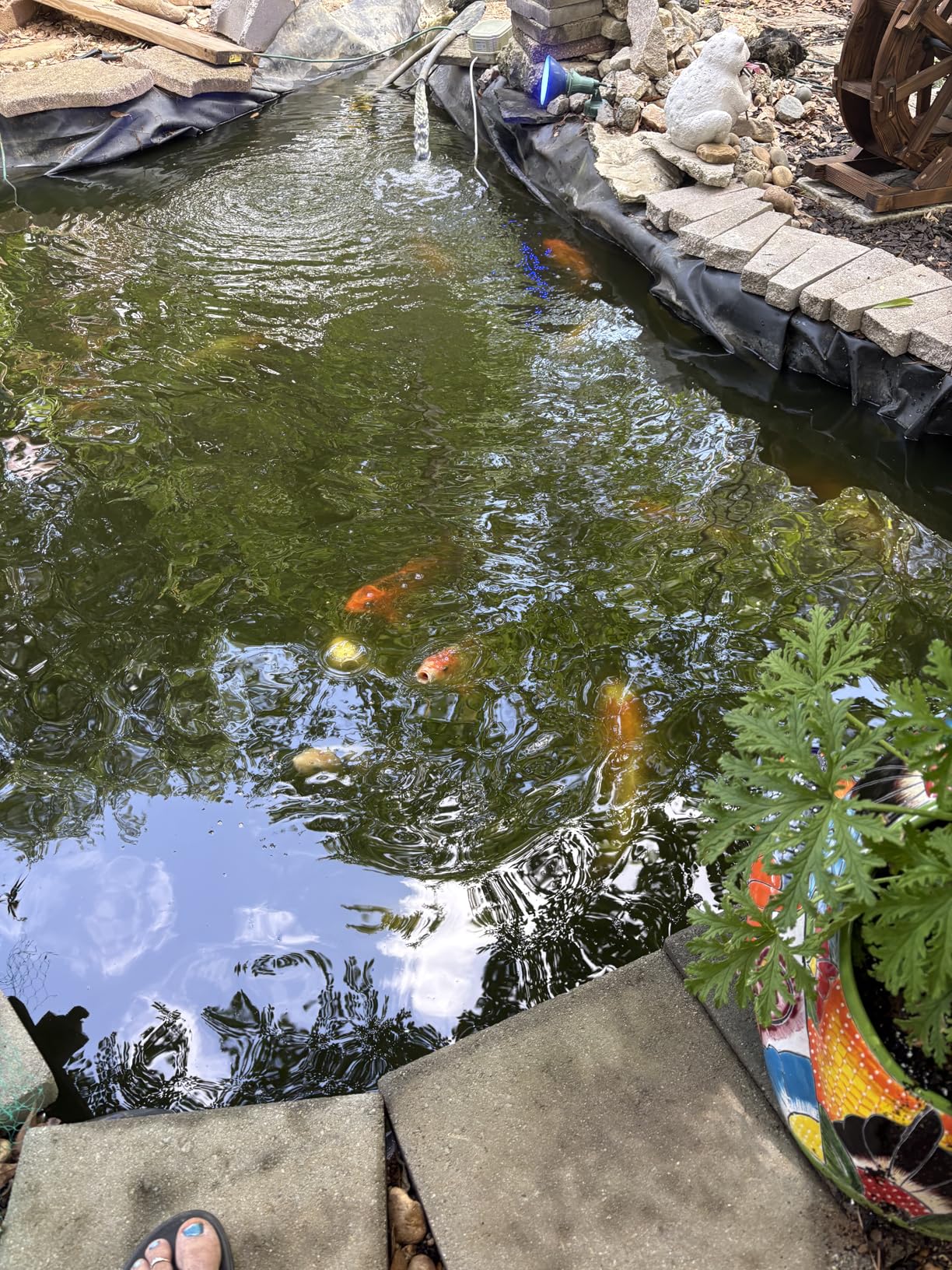Mazuri Koi Floating Pond Nuggets, Floating Koi Fish Food for Ponds (3.5 LB) customer photo 1