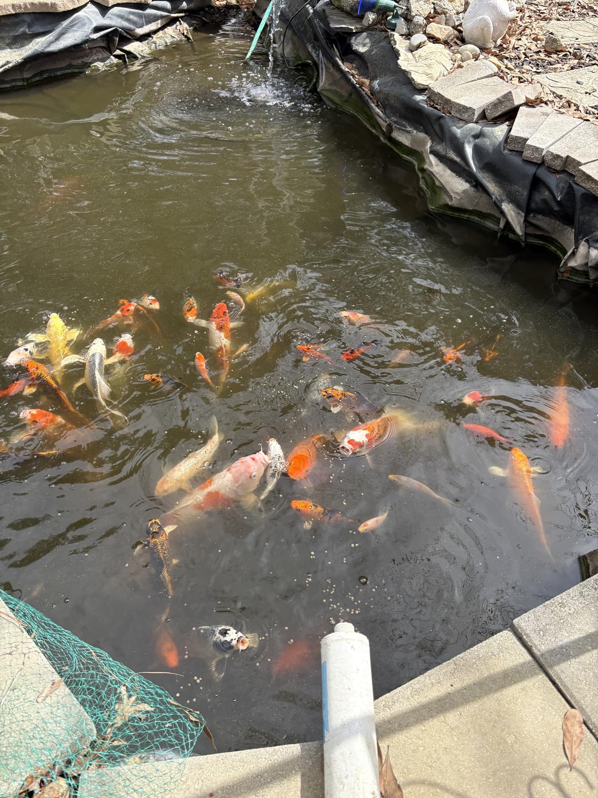 Mazuri Koi Floating Pond Nuggets, Floating Koi Fish Food for Ponds (3.5 LB) customer photo 2
