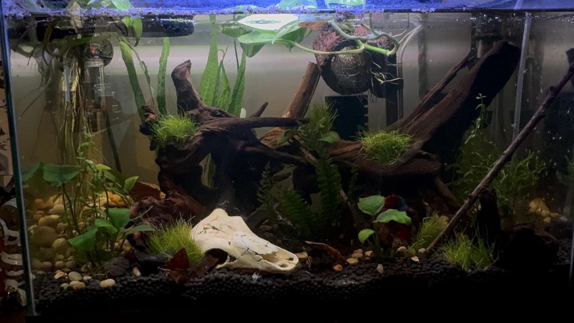 Upgraded Aquarium Soil Water Grass Mud, Aquascaping Aquarium Substrate for Plants and Shrimps (4.4 Pounds) customer photo 1