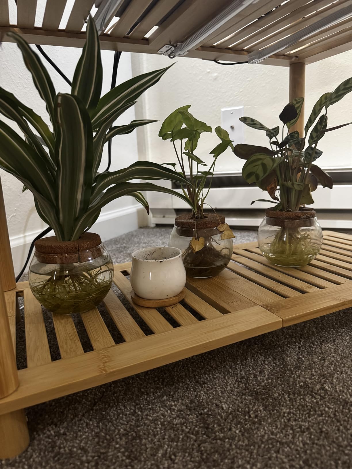SHECIPIN 2 Pack Succulent Pots, 2.5 Inch Mini Ceramic Pots for Flower or Cactus Plants with Drainage Hole, Plants Not Included (White) customer photo 1