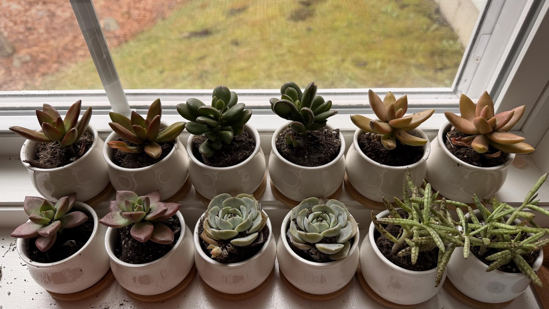 SHECIPIN 2 Pack Succulent Pots, 2.5 Inch Mini Ceramic Pots for Flower or Cactus Plants with Drainage Hole, Plants Not Included (White) customer photo 2