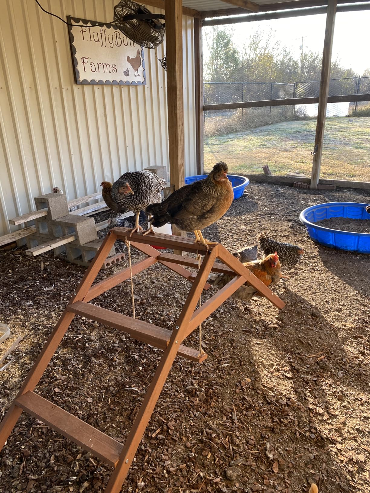 PETSFIT Wooden Chicken Perch & Roosting Bars for 10-12 Chickens-3-Layers Design with Swing, Durable Fir Solid Wood for Outdoor Coops,Easy Assembly & Cleaning,Promotes Healthy & Happy Chickens customer photo 1