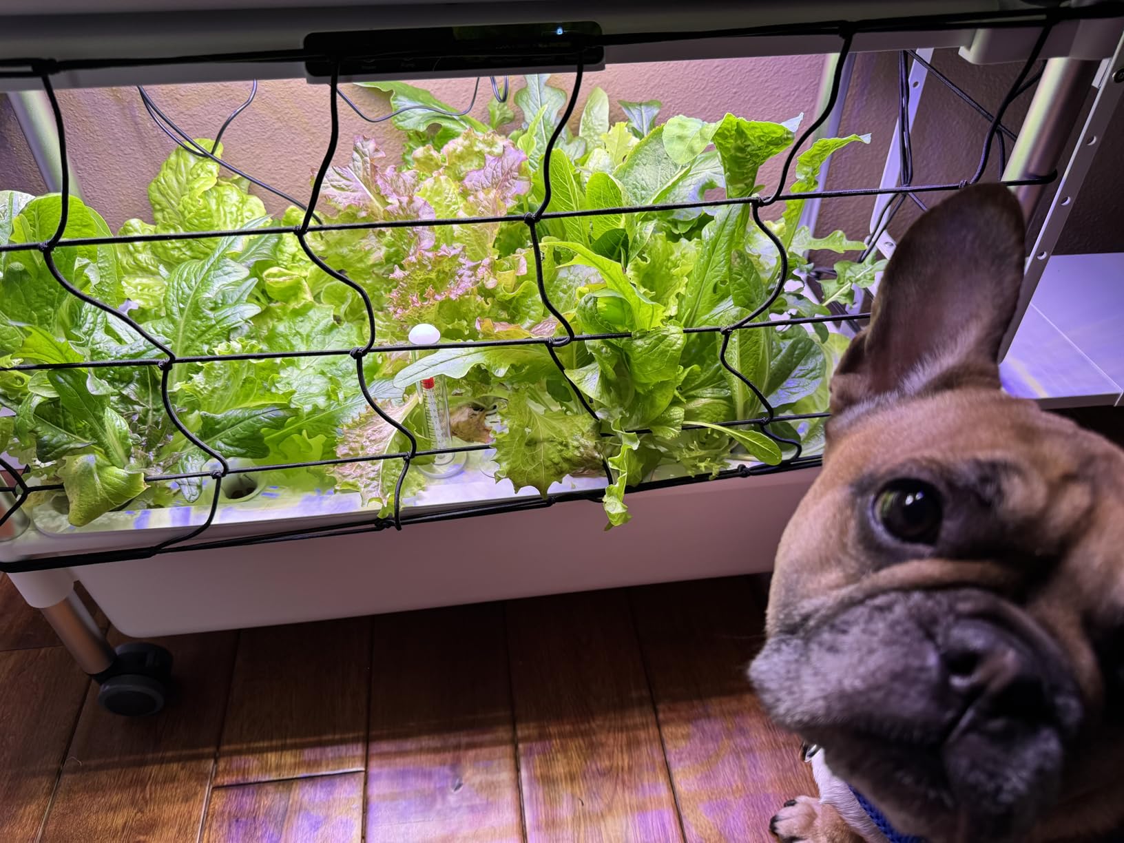 Indoor Hydroponic Growing System with 54 Pods Herbs Garden Kit with 30W Led Grow Light Large Movable 2-Layer Floor-Standing Hydroponic Gardening System for Vegetable Fruit customer photo 1