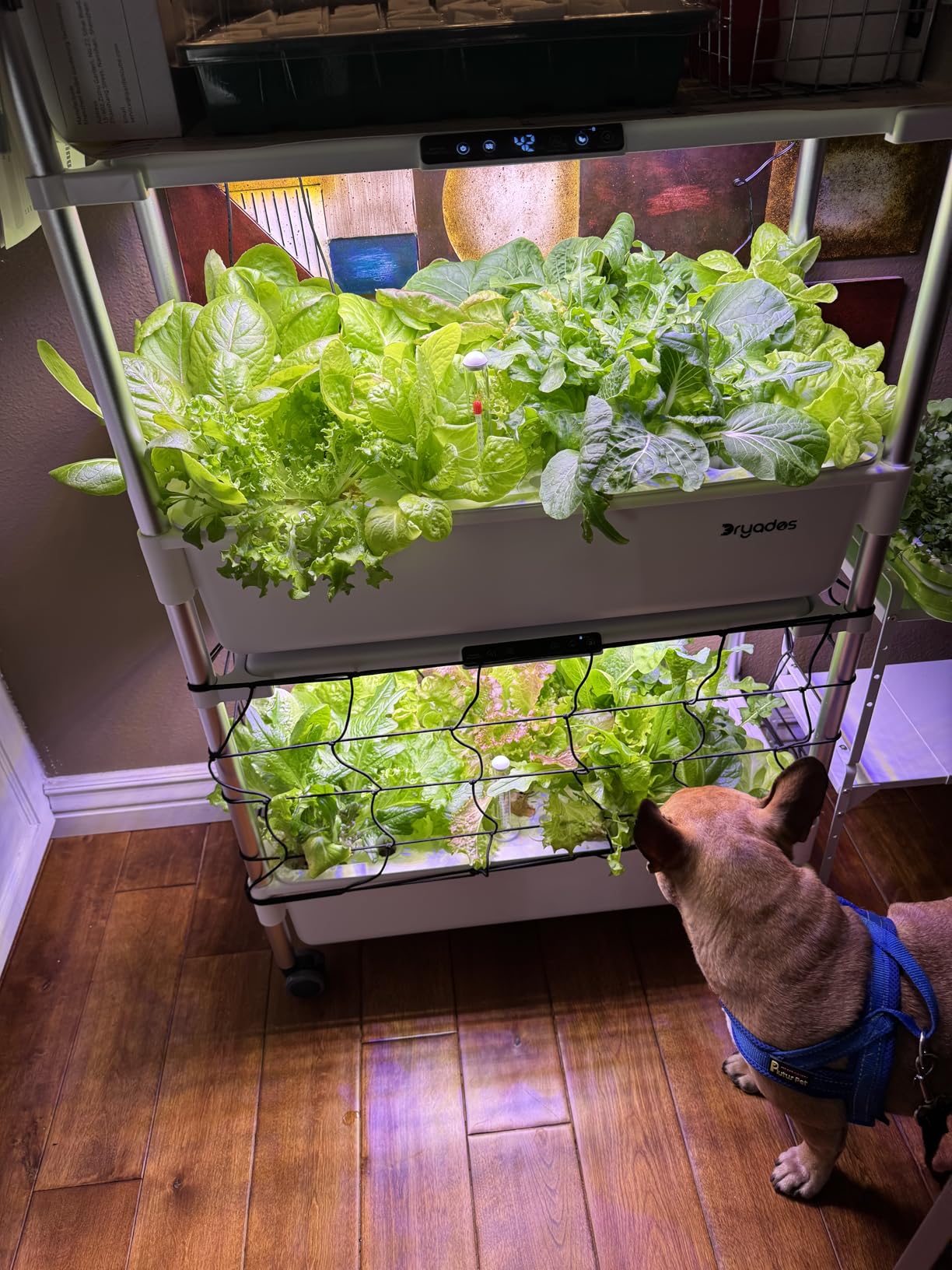 Indoor Hydroponic Growing System with 54 Pods Herbs Garden Kit with 30W Led Grow Light Large Movable 2-Layer Floor-Standing Hydroponic Gardening System for Vegetable Fruit customer photo 2