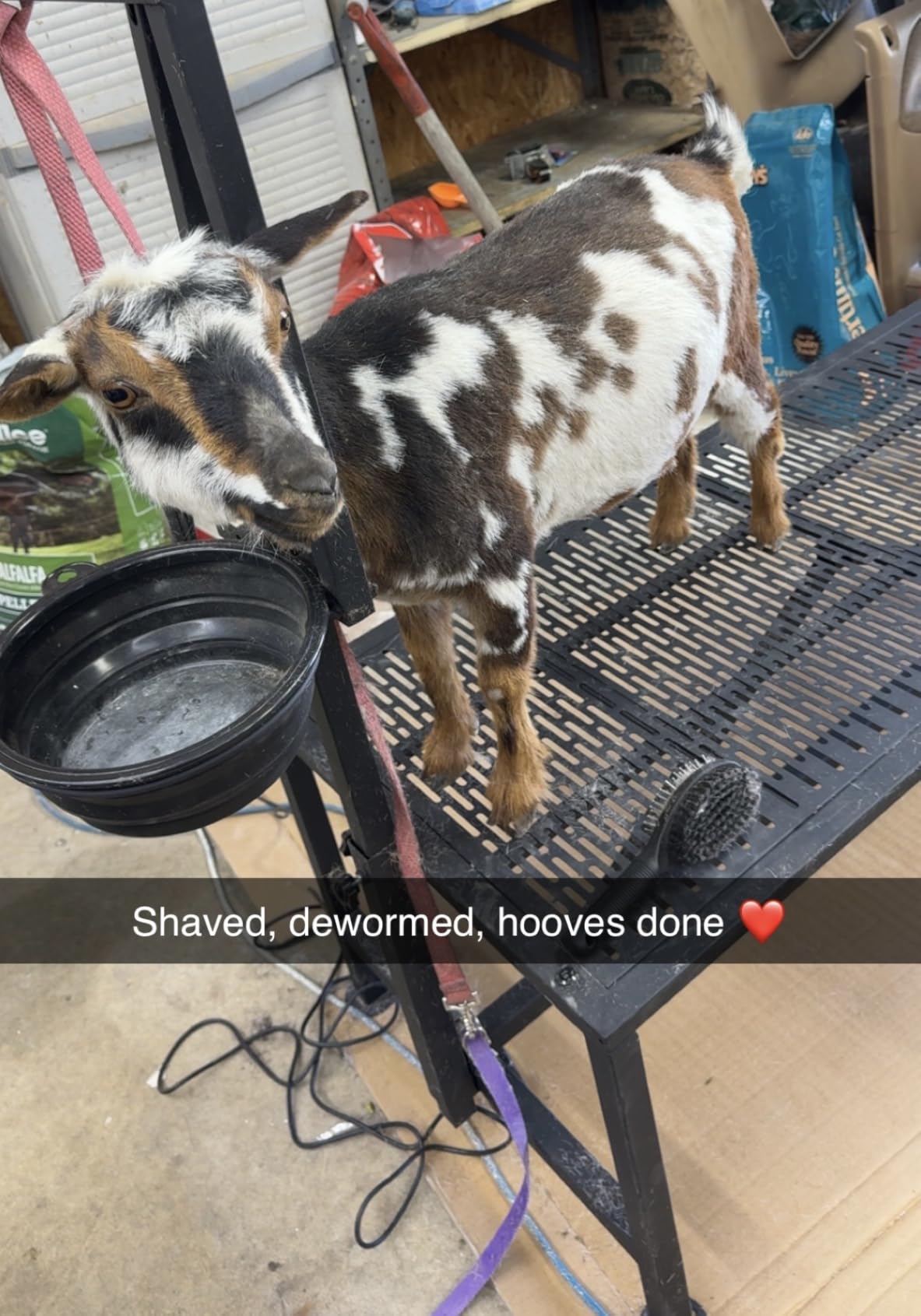 Upgrade Goat Milk Stand with Feed Bin, 600lbs Goat Stand for Grooming & Hoof Trimming, 1mm Thick Platform & Anti-Slip Design, Goat Grooming Stand with Firm Head Lock and Adjustable Head customer photo 1