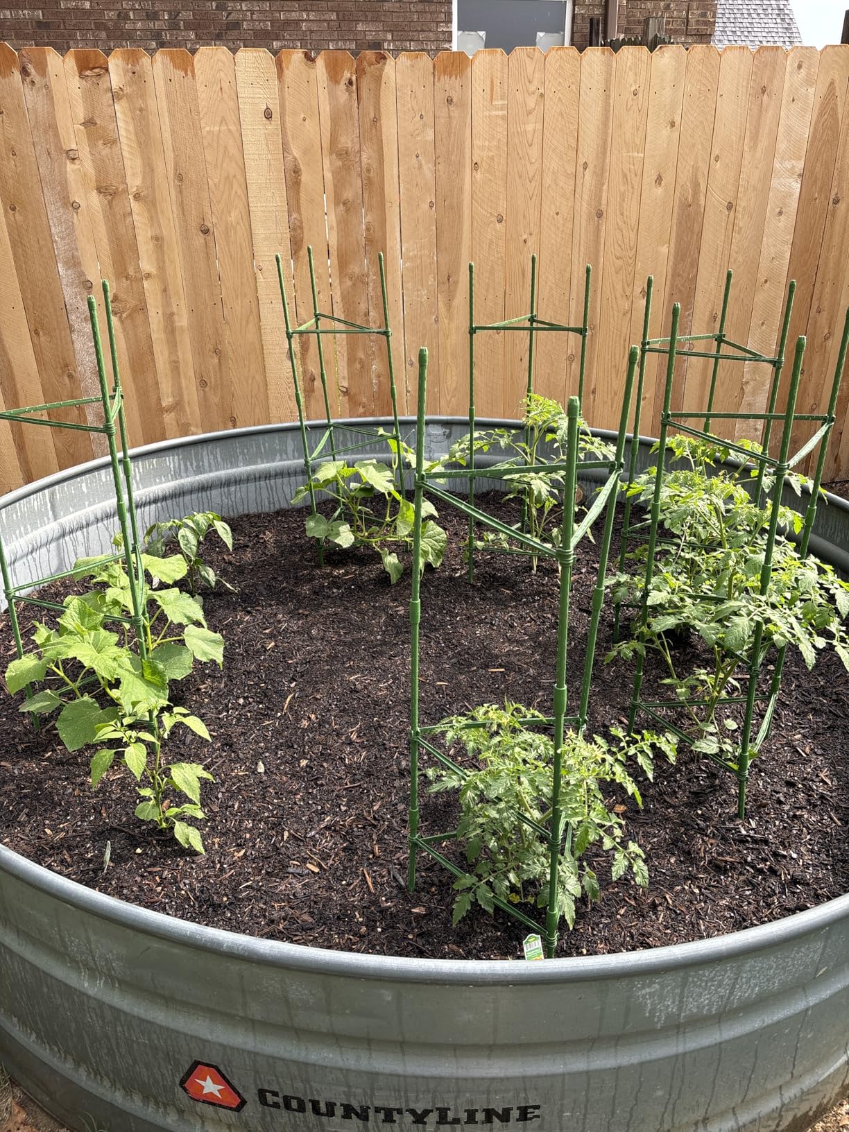 6 Pack 48 Inch Tomato Cages for Garden, Triangle Metal Plant Support with Rust-Resistant Coating, Heavy Duty Tomato Trellis for Raised Bed, Pots, Cucumbers, Peppers & Climbing Plants customer photo 1