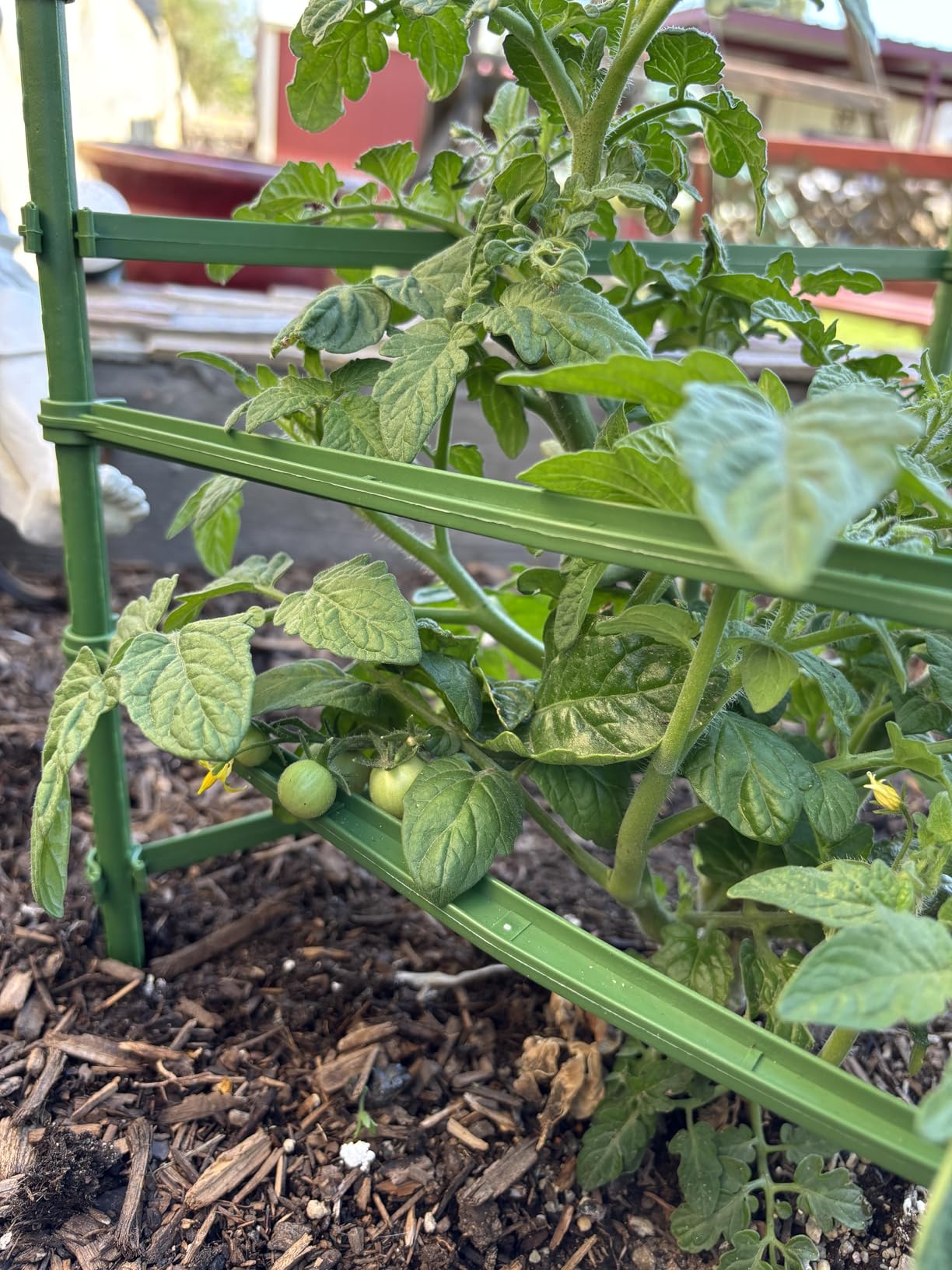6 Pack 48 Inch Tomato Cages for Garden, Triangle Metal Plant Support with Rust-Resistant Coating, Heavy Duty Tomato Trellis for Raised Bed, Pots, Cucumbers, Peppers & Climbing Plants customer photo 2