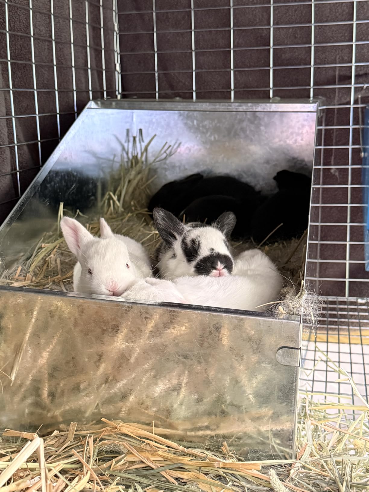 Maxcheck Galvanized Metal Rabbit Nesting Box Small Animal Nest with Removable Acrylic Floor Durable Easy to Clean for Indoor Outdoor Use Rabbit Supplies (1 Pcs, 14.5 x 8.5 x 8 Inch) customer photo 1