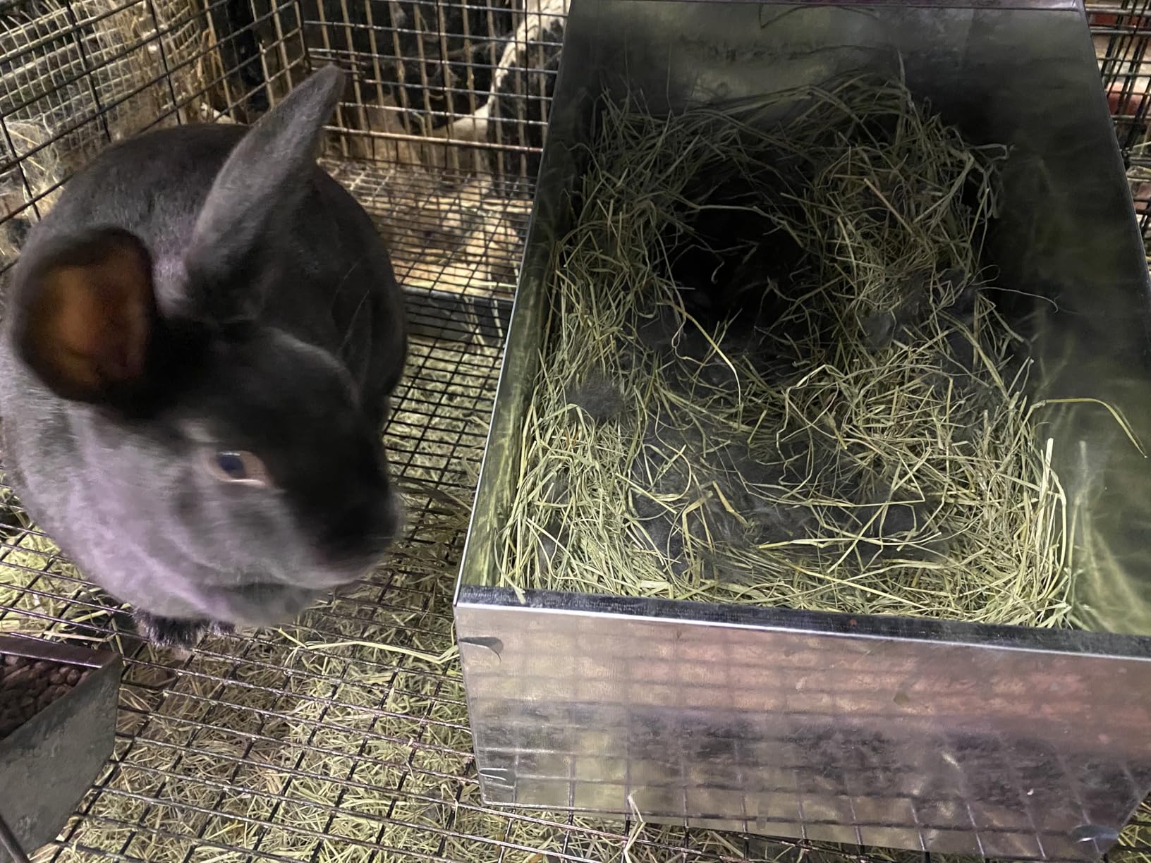 Maxcheck Galvanized Metal Rabbit Nesting Box, 18.5*10.6*10 in with 2 Pcs Grass Mats, Bunny Small Animal Nest with Removable Acrylic Floor for Breeding, Durable, Easy to Clean for Indoor/Outdoor Use customer photo 1