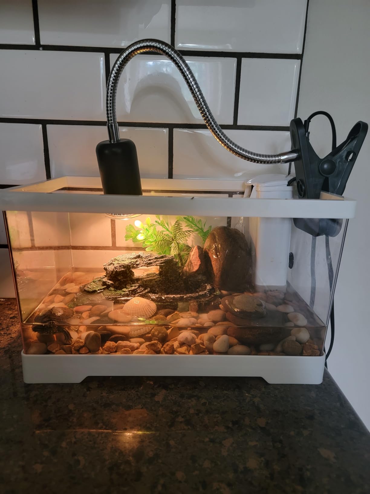 AZV All In One Turtle Tank Kit,PC Large Aquarium,Red Eared Slider Aquatic for Baby Tortoise,Fishes and Amphibians,Include Basking Platform,Filter,Filter Plates,Plants,UVB Lamp,Bulb,Stone customer photo 1