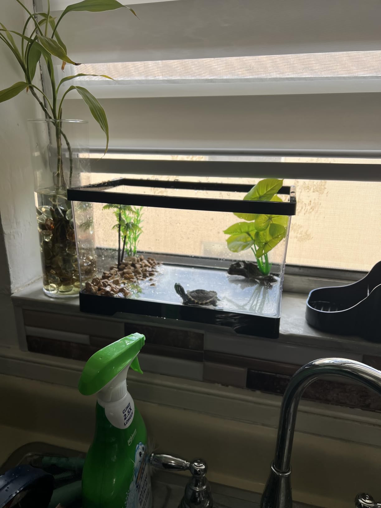 AZV All In One Turtle Tank Kit,PC Large Aquarium,Red Eared Slider Aquatic for Baby Tortoise,Fishes and Amphibians,Include Basking Platform,Filter,Filter Plates,Plants,UVB Lamp,Bulb,Stone customer photo 2