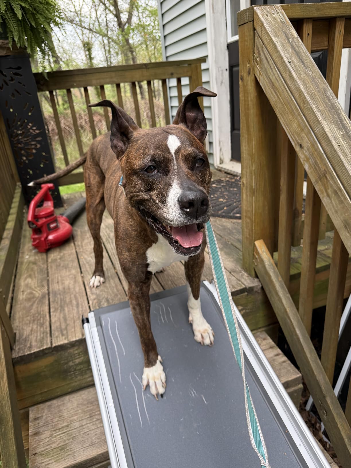 PetSafe Happy Ride Extra Long Telescoping Dog Ramp, Portable Pet Ramp for Cars, Trucks & SUVs with Adjustable Sizing customer photo 1