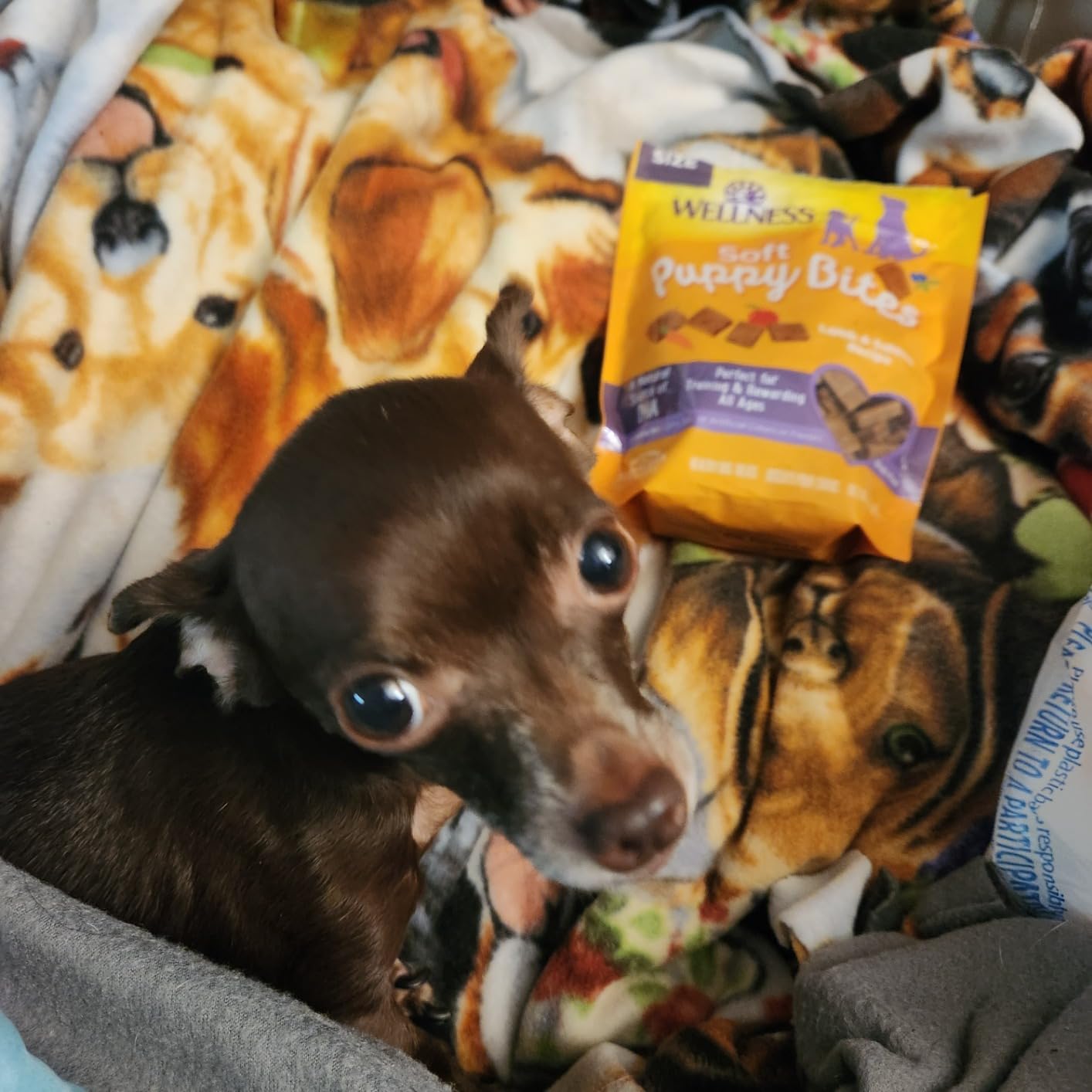 Wellness Soft Puppy Bites Dog Training Treats, Natural, Grain Free, Lamb and Salmon Recipe, 3 oz Bag customer photo 2