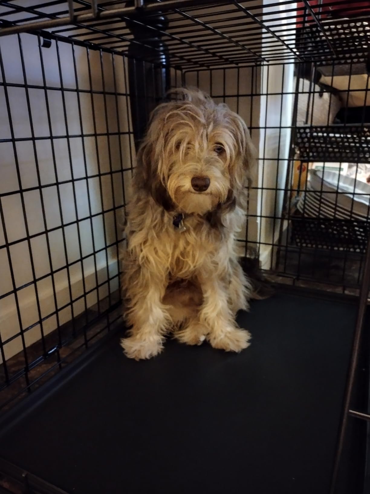 MidWest Homes for Pets Ultima Pro Heavy-Duty 42-Inch Dog Crate, Ultra-Strong Steel Double Door Pet Cage for Large Breeds, Accessories Included customer photo 1