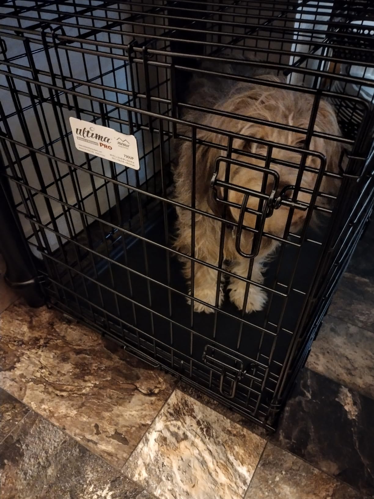 MidWest Homes for Pets Ultima Pro Heavy-Duty 42-Inch Dog Crate, Ultra-Strong Steel Double Door Pet Cage for Large Breeds, Accessories Included customer photo 2