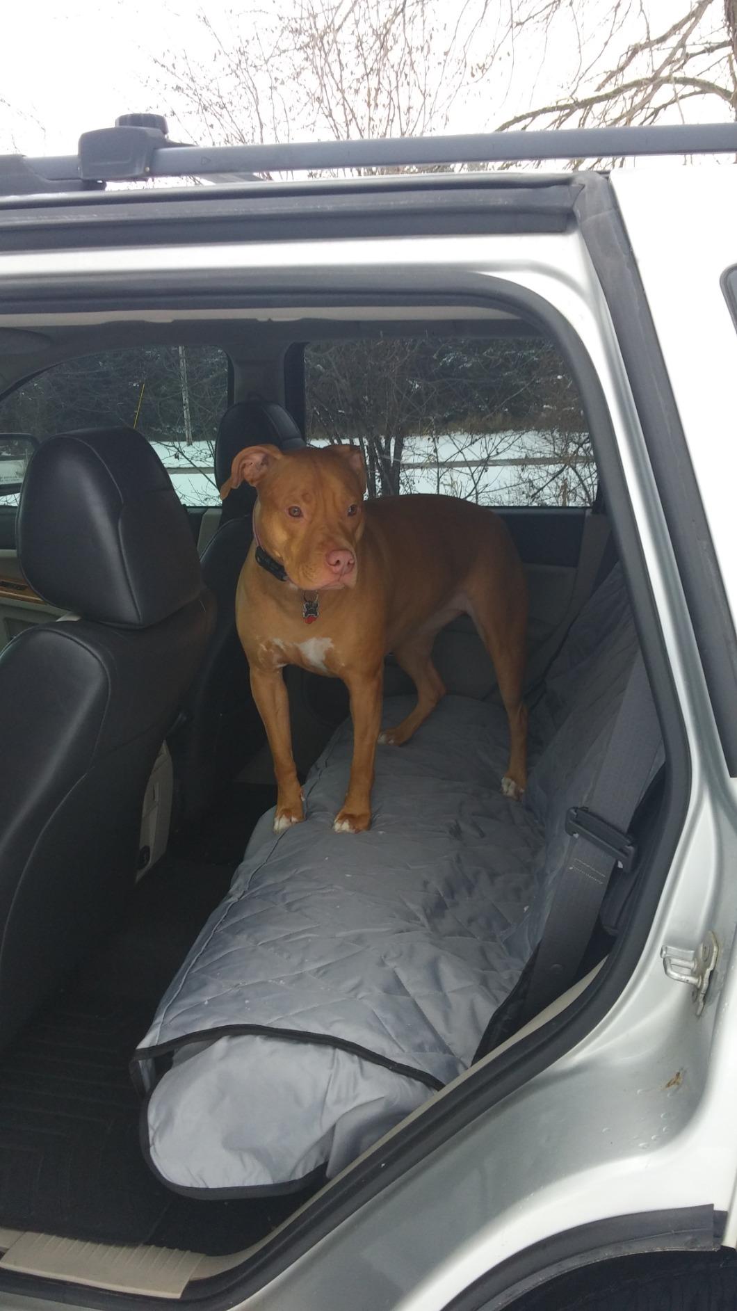 4Knines Dog Backseat Cover with Hammock for Cars, SUVs, and Trucks - Waterproof Layers, Nonslip Seat Protector, Durable Nylon Clips, K9 Shield with Heavy Duty Thread, (Regular, Black) customer photo 1