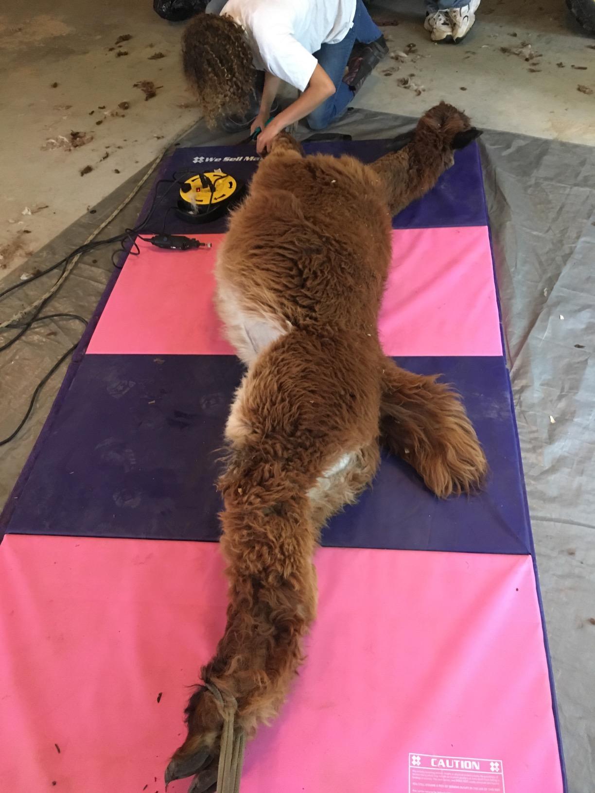 We Sell Mats Folding Exercise Mat - 2