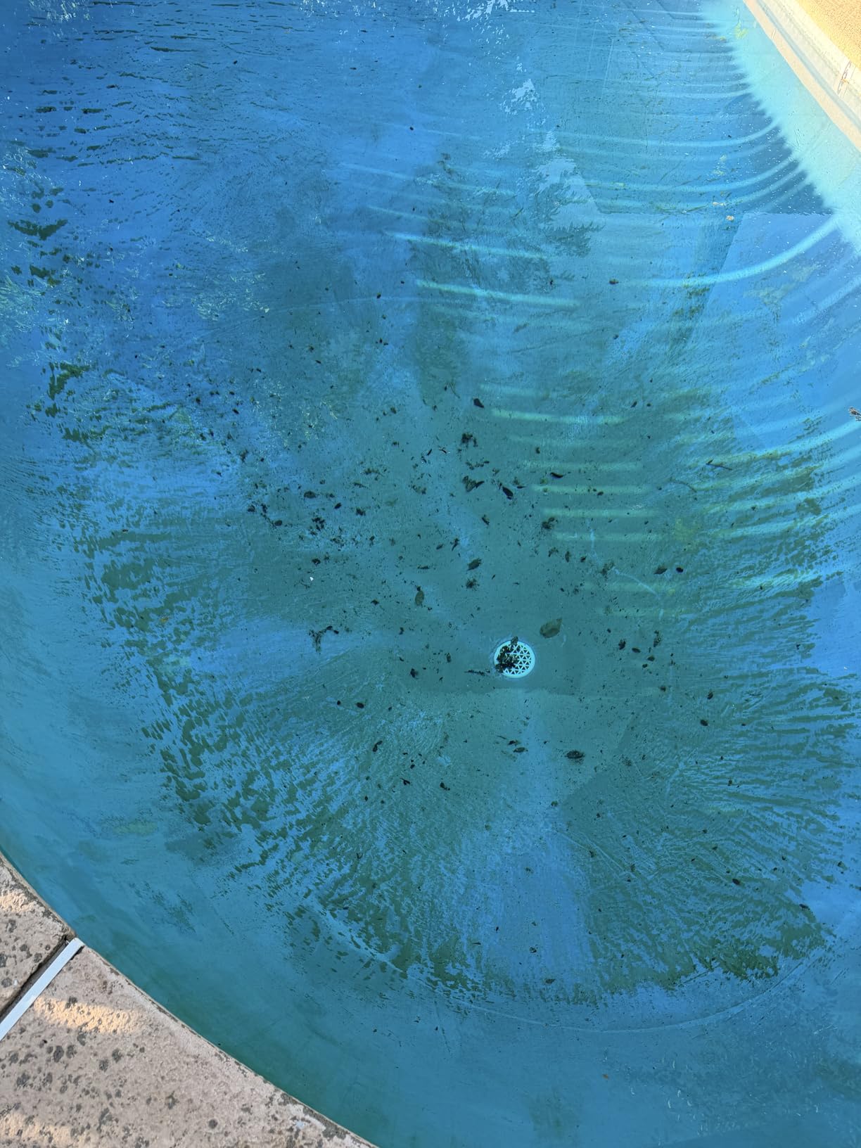 Dolphin Nautilus CC Automatic Robotic Pool Vacuum Cleaner, Wall Climbing Scrubber Brush, Top Load Filter Access, Ideal for Above/In-Ground Pools up to 33 FT in Length customer photo 2