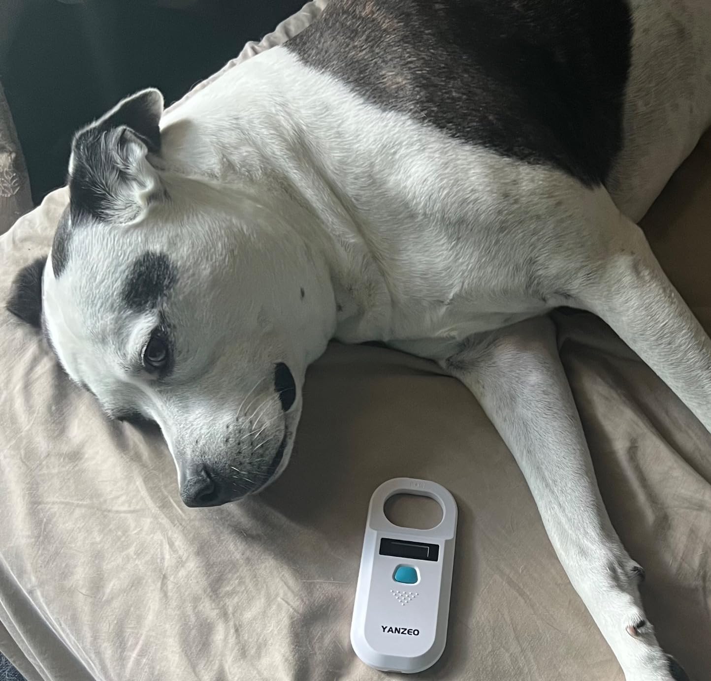 Yanzeo AR180 Pet Dog Cat Microchip Reader,Stray Animal ID 134.2kHz 125kHz 15 Digits Animal Chip Registration RFID Microchips Scanner customer photo 1