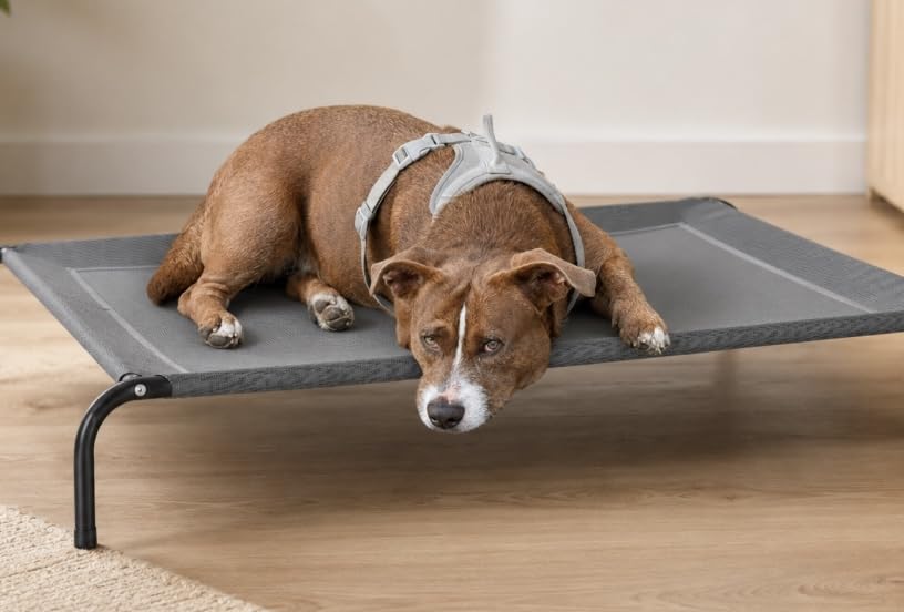 Bedsure Outdoor Elevated Cooling Dog Bed Large Sized Dog, 49in Grey | Portable raised camping pet cot hammock, Breathable Teslin mesh, Weather resistant, For large pets up to 85 lbs, Easy to assemble customer photo 1