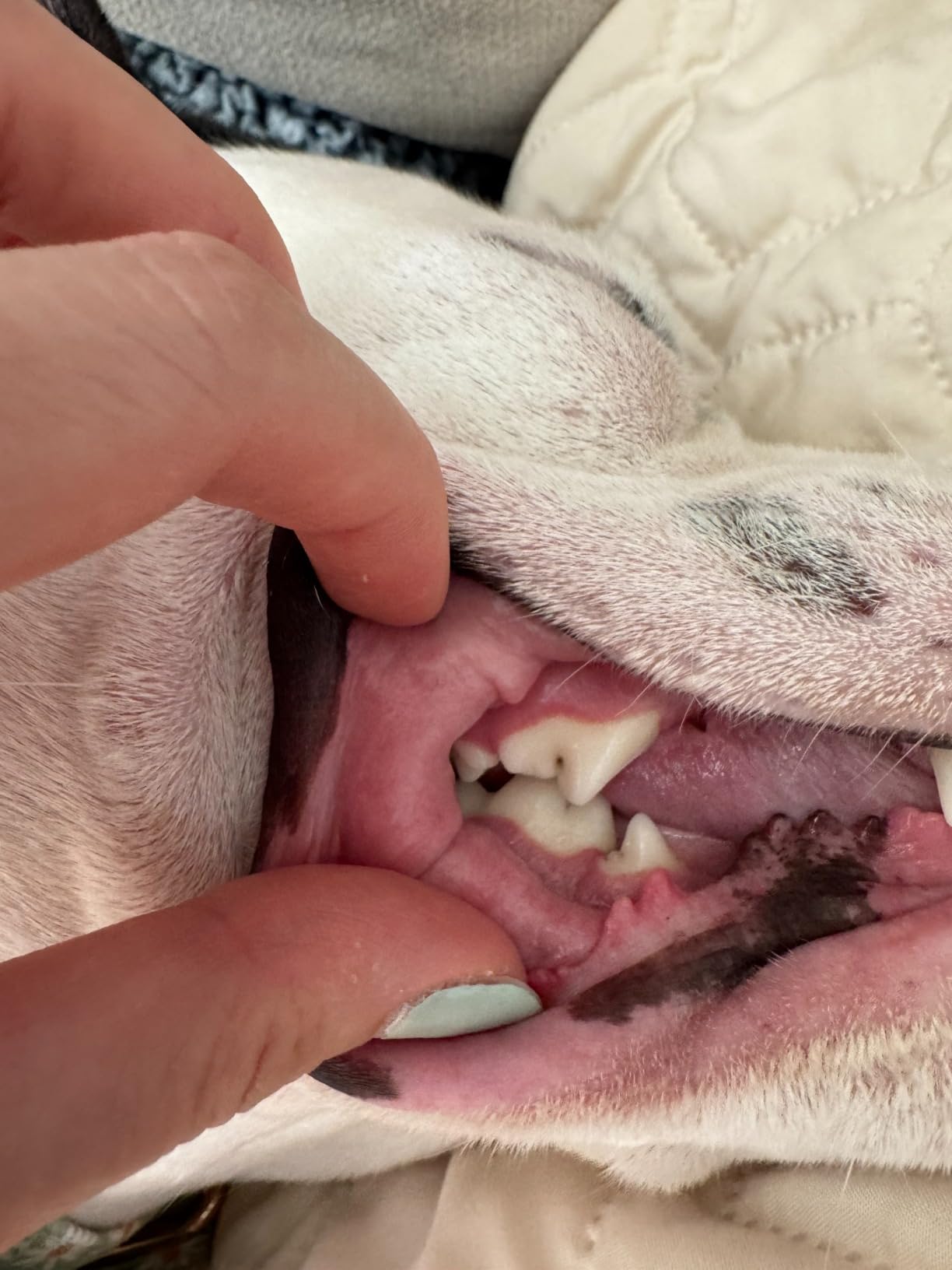 Dog Teeth Cleaning Tools Tarter Remover Canine Dental Scraper Scaler Tools customer photo 1