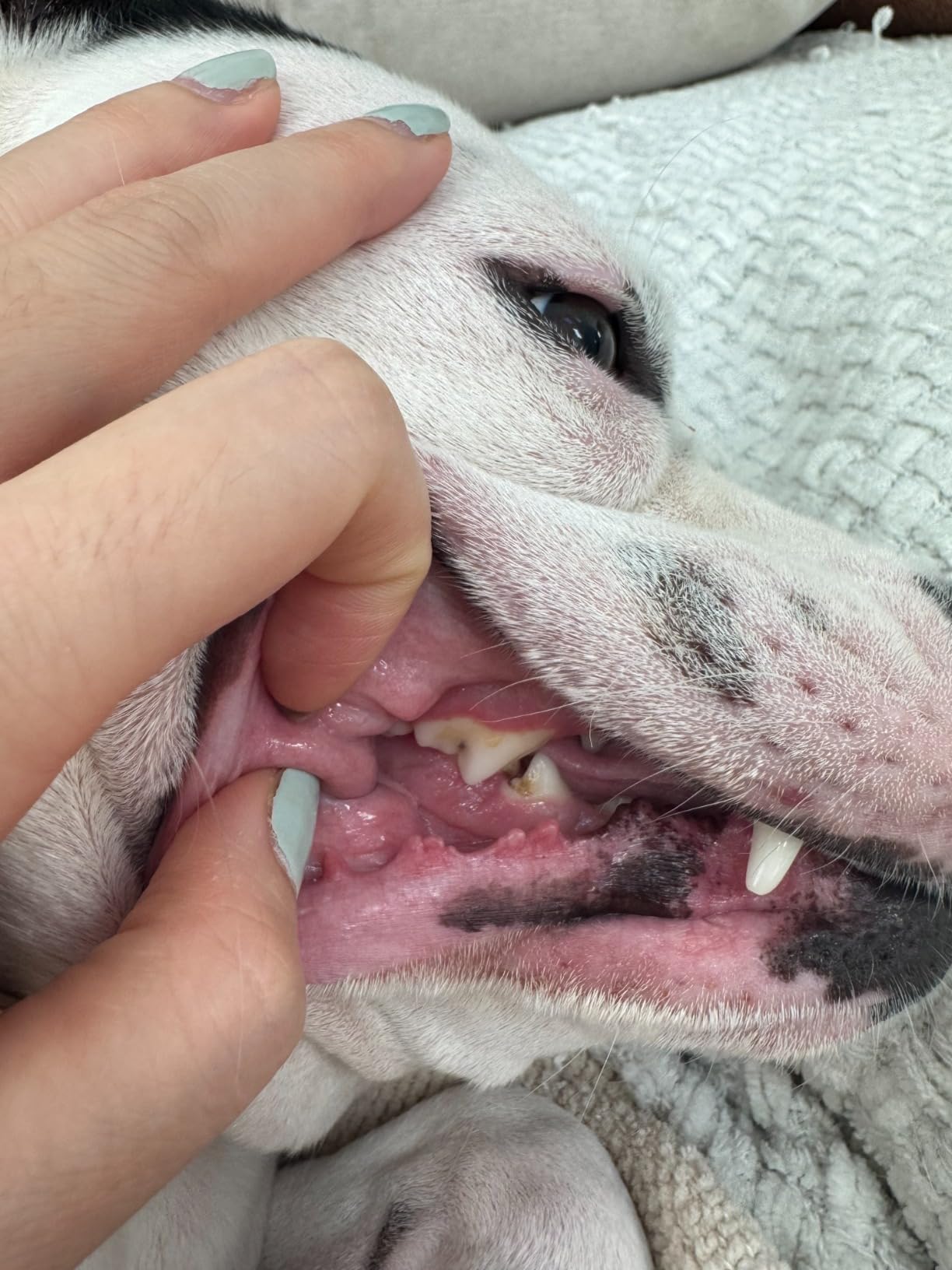Dog Teeth Cleaning Tools Tarter Remover Canine Dental Scraper Scaler Tools customer photo 2