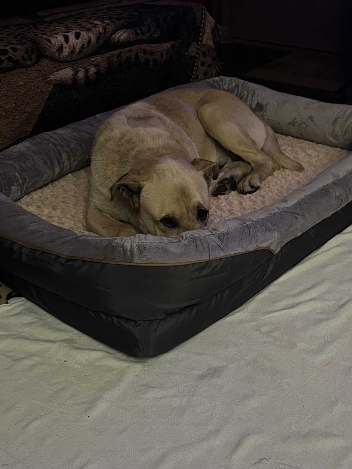 JOYELF XLarge Memory Foam Dog Bed, Orthopedic Dog Bed & Sofa with Removable Washable Cover and Squeaker Toy as Gift customer photo 2