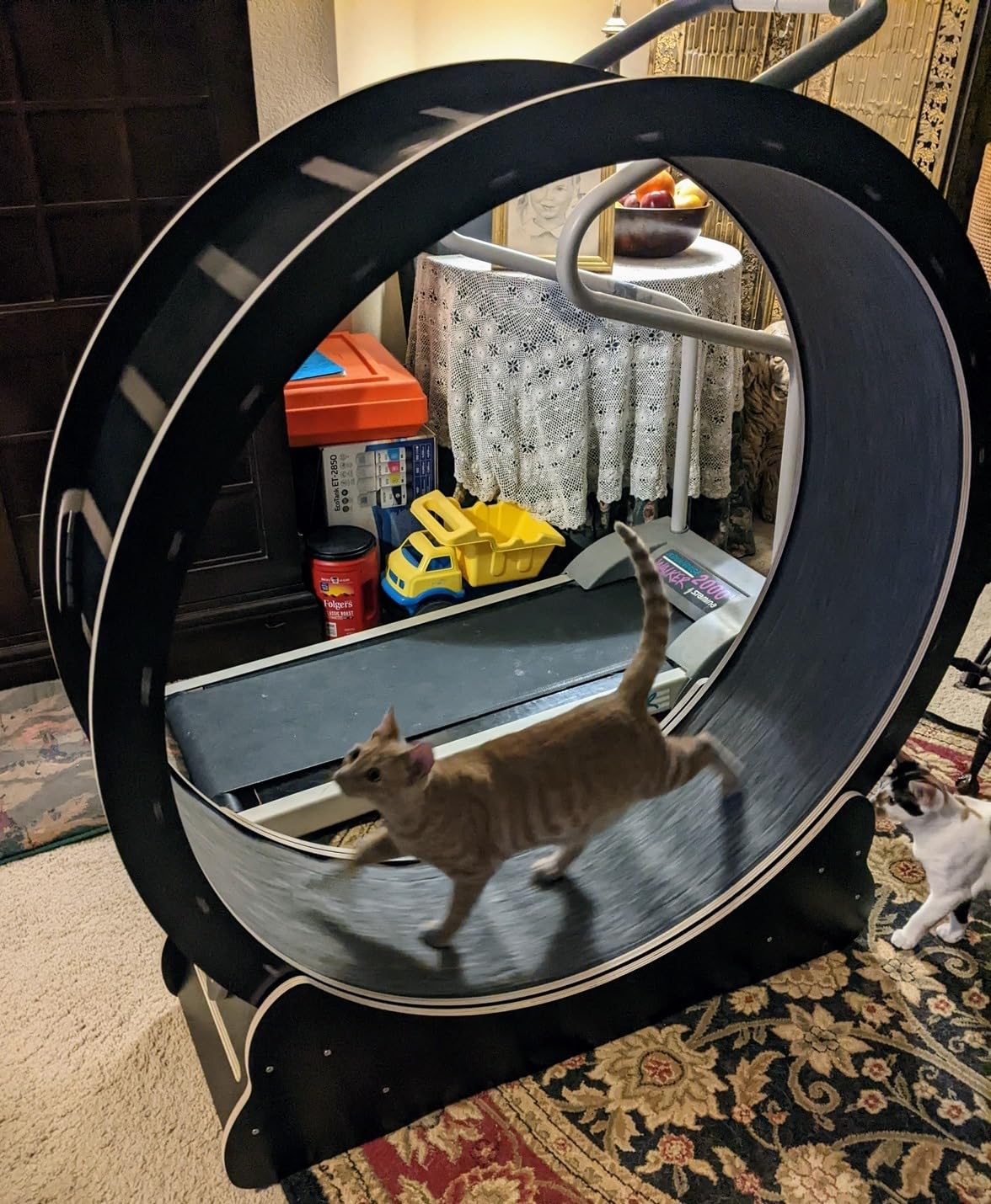 Homegroove Cat Exercise Wheel for Indoor Cats, 46