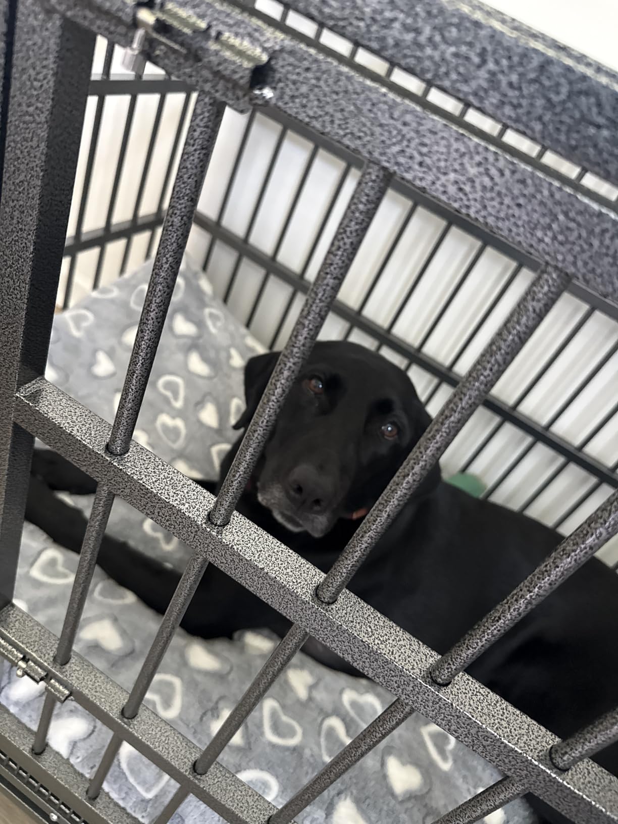 BOLDBONE 48 inch Heavy Duty Indestructible and Escape-Proof Dog Crate Cage Kennel for Large Dogs, High Anxiety Dog Crate with Removable Wire Trays and Wheels, Extra Large XL XXL, Black customer photo 1