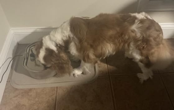 Cat Water Fountain Stainless Steel: 108oz/3.2L Cat Fountain for Drinking | Pet Water Fountain Inside - Automatic Dog Watering Dispenser Bowl - Pet Feeding & Watering Supplies - Water Level Window customer photo 2