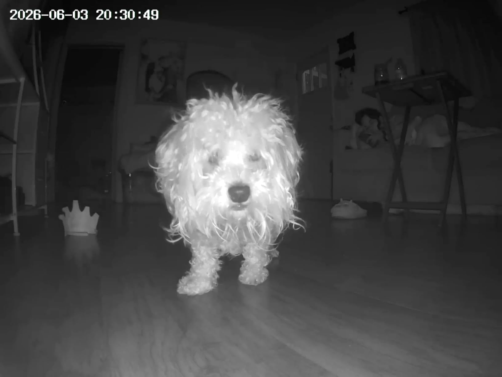 TKENPRO 2K Pet Camera Treat Dispenser, 360° View Dog Camera with Phone App, 5G&2.4G WiFi 2-Way Talk Pet Cam Indoor for Cats Remote Treat Tossing, Motion Alerts, Auto Tracking customer photo 2