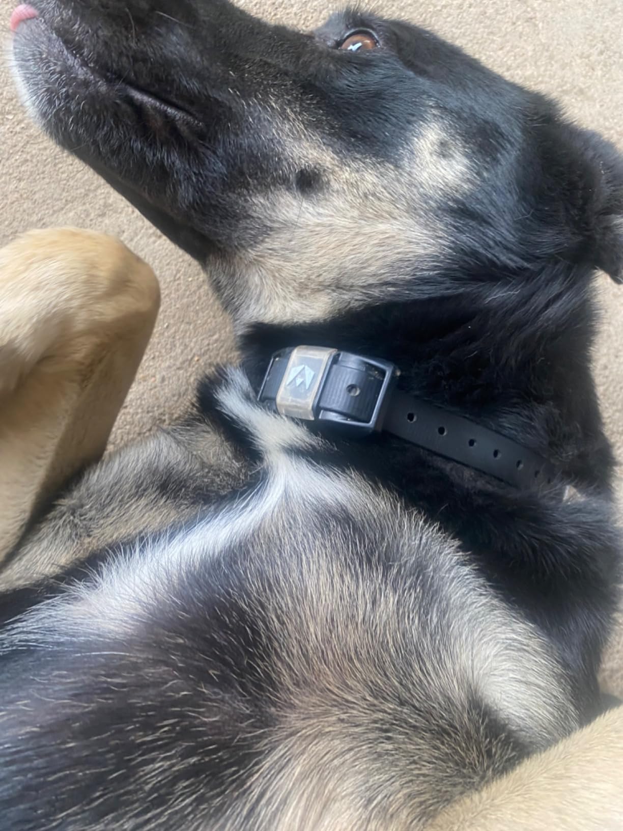 INVIROX Ultra K9 Dog Training Collar with Remote, 124 Levels for Reactive, Stubborn or Hard-to-Train Dogs, 3/4 Mile Range, Night-Light Mode, Safe Communication, IP67 Waterproof E Collar for Large Dogs customer photo 2