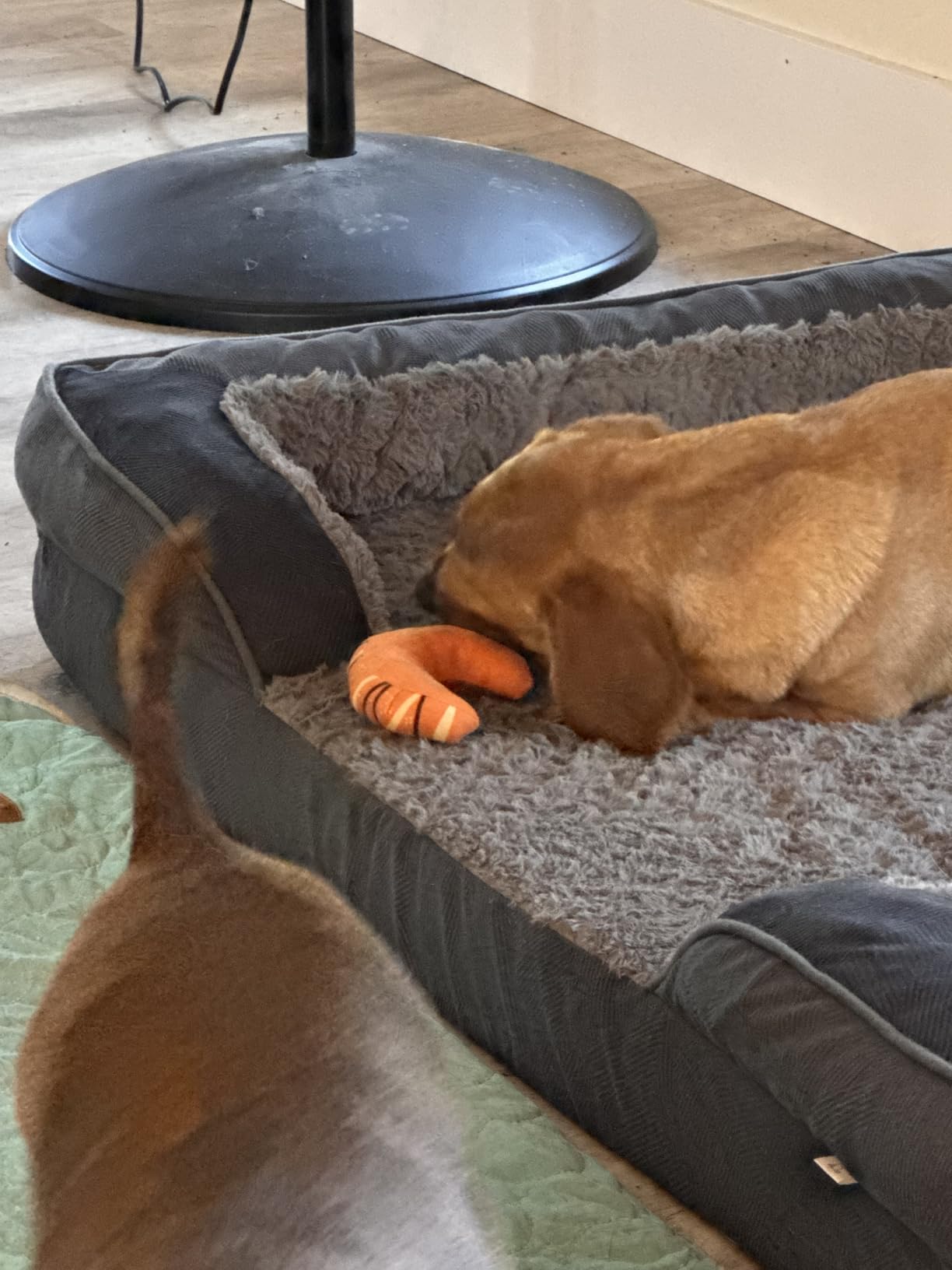 INVENHO Orthopedic Dog Beds Large Sized, XL Washable Dog Sofa with Egg-Crate Foam customer photo 1
