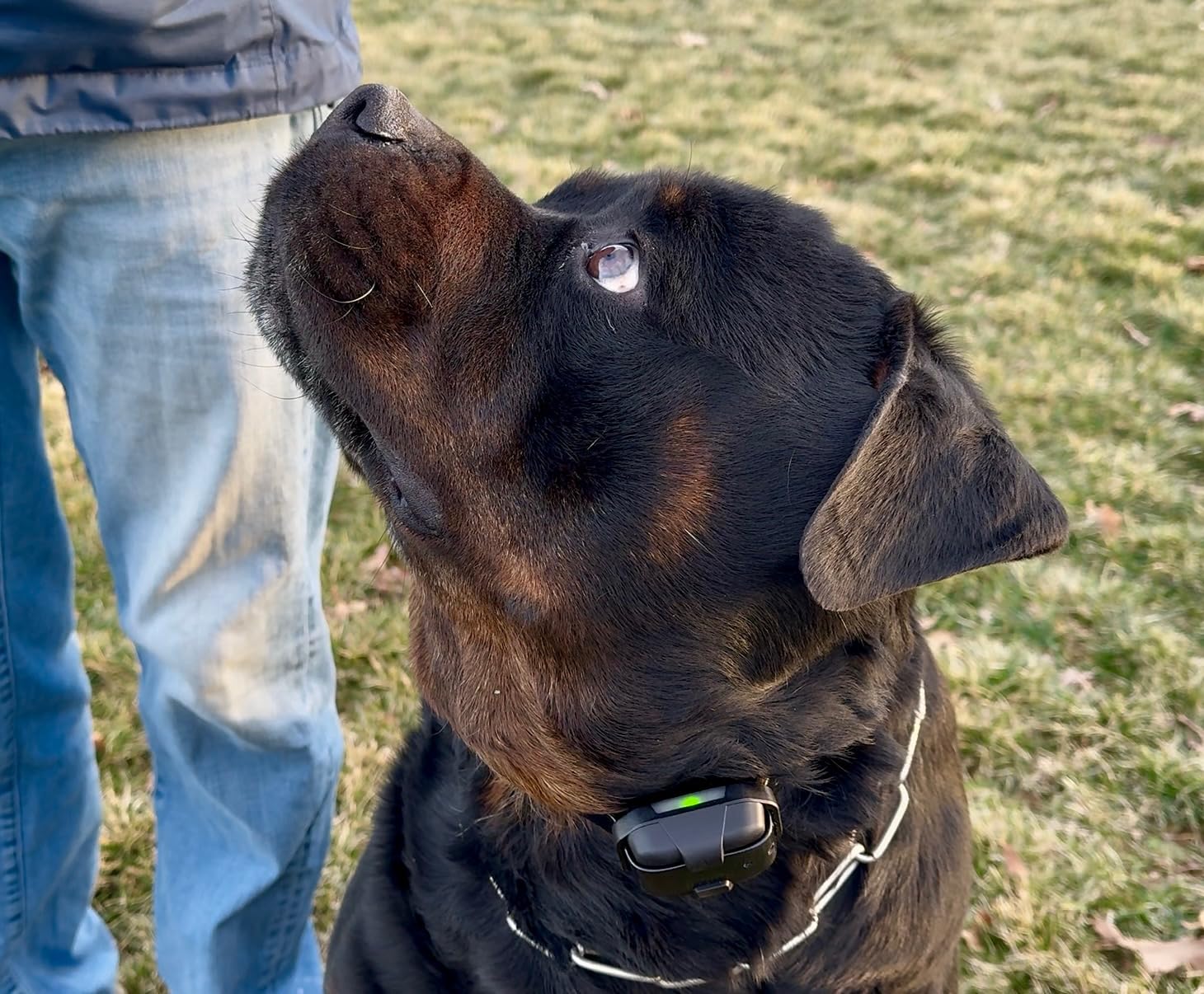 Dogtra 280X E-Collar with Remote [New Edition] 10 lbs+, 1/2 Mile Range, LED Light, 100 Levels of Precise Control for Stubborn Dogs, Waterproof, Boost for Quick Recall, Vibration, Safety Lock & Tone customer photo 2