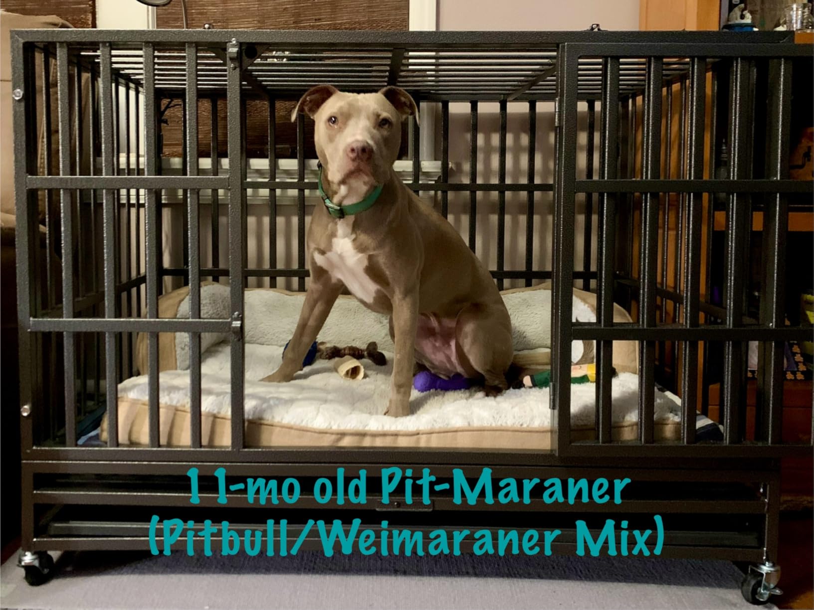 Oranland 48 inch Heavy Duty Indestructible Dog Crate, 2025 New Upgraded Reinforced Baseplate for Large Dogs, XL Dog Crate for High Anxiety Dogs, Max Load Capacity 250lbs, Double Door with Wheels customer photo 1