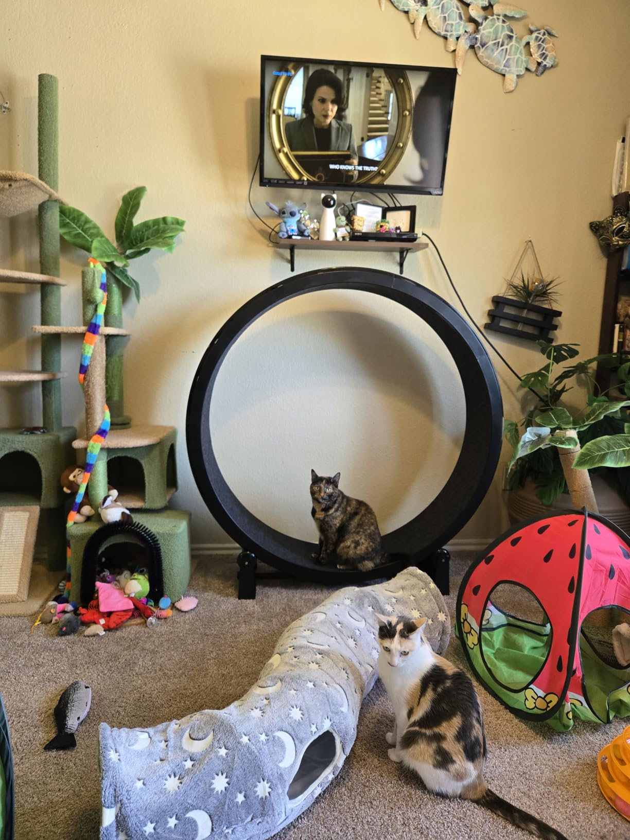 One Fast Cat - Cat Exercise Wheel - Gen. 7 - Safe 48